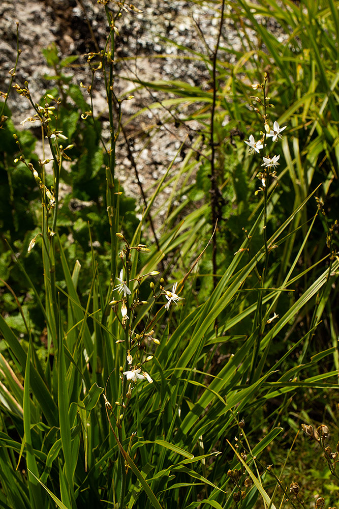 Chlorophytum nyasae