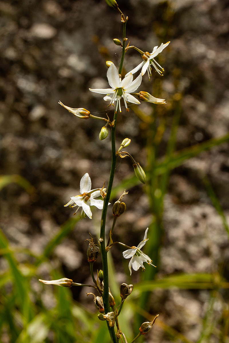 Chlorophytum nyasae