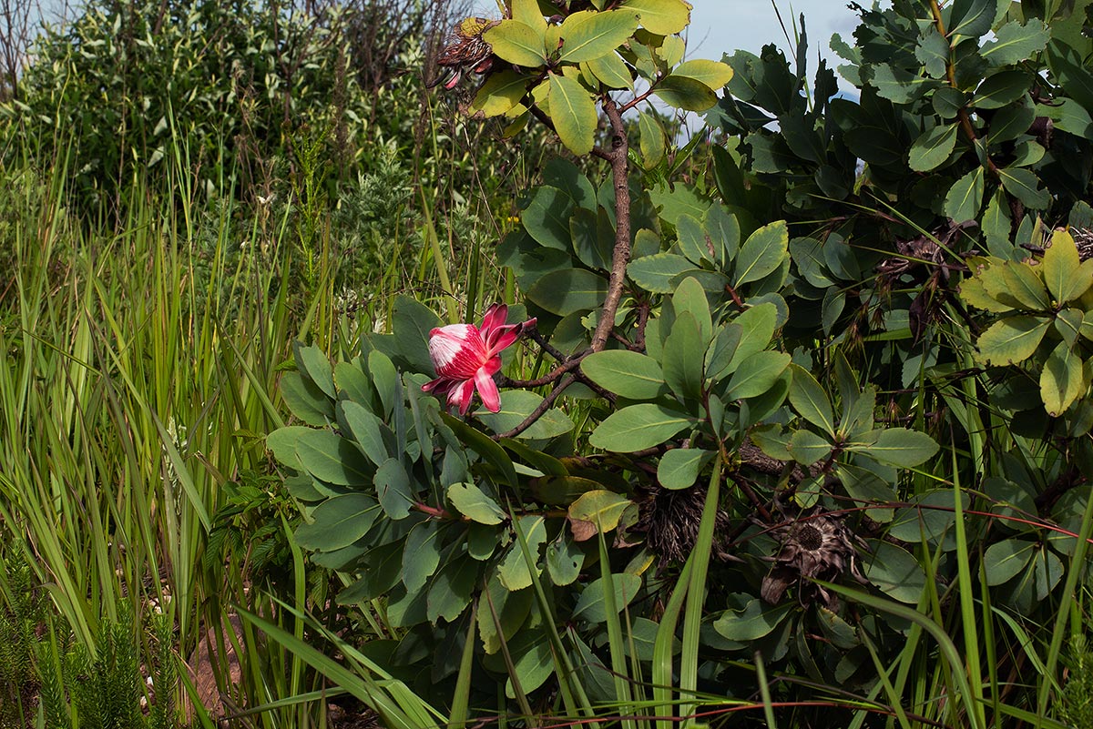 Protea angolensis var. trichanthera