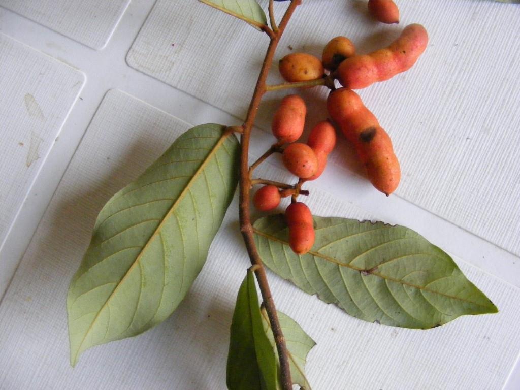 Uvaria angolensis Uvaria angolensis