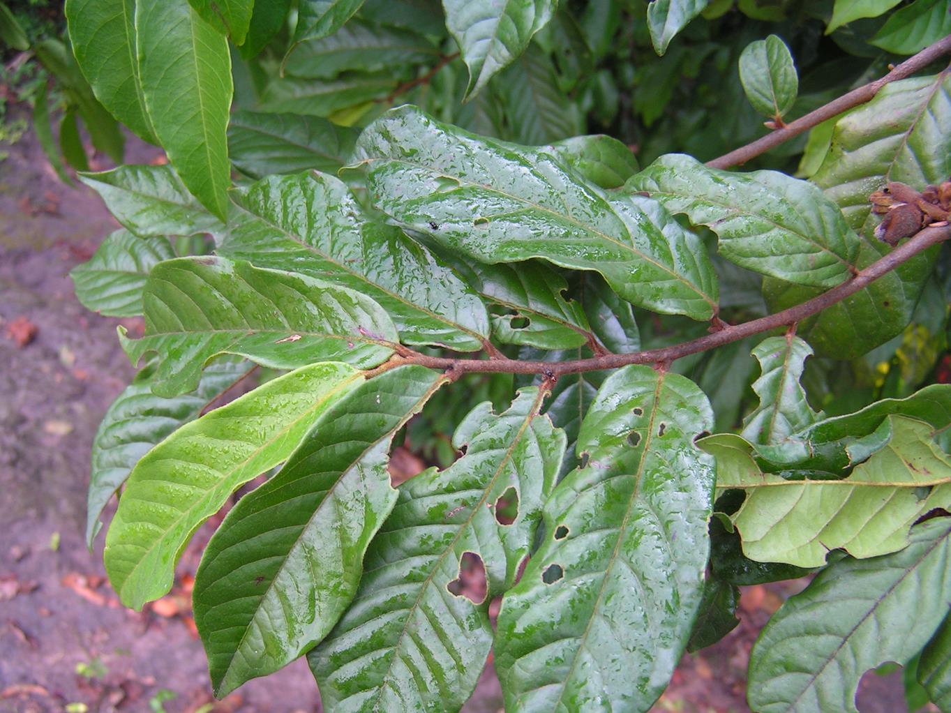 Uvaria angolensis Uvaria angolensis