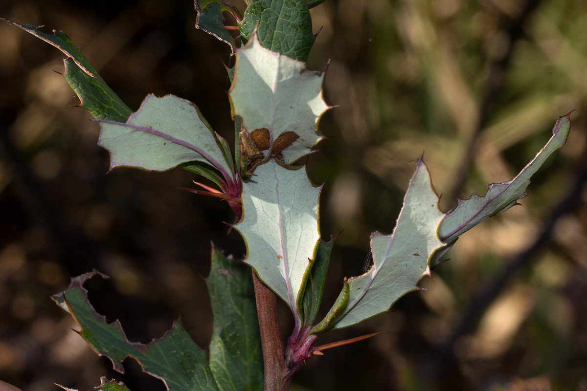 Berberis holstii