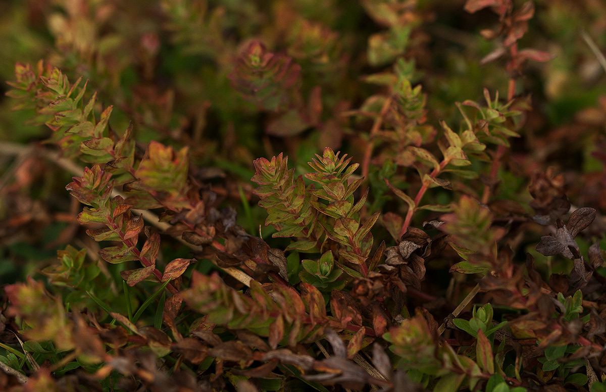 Hypericum scioanum