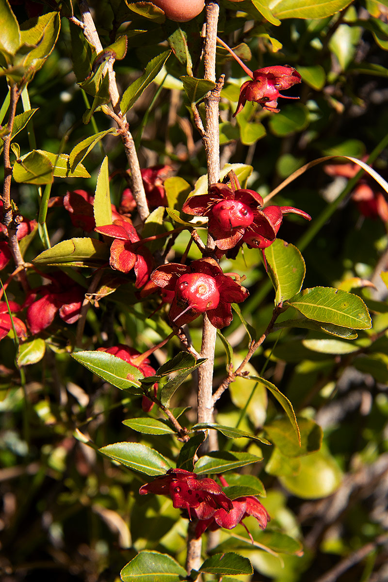 Ochna stolzii