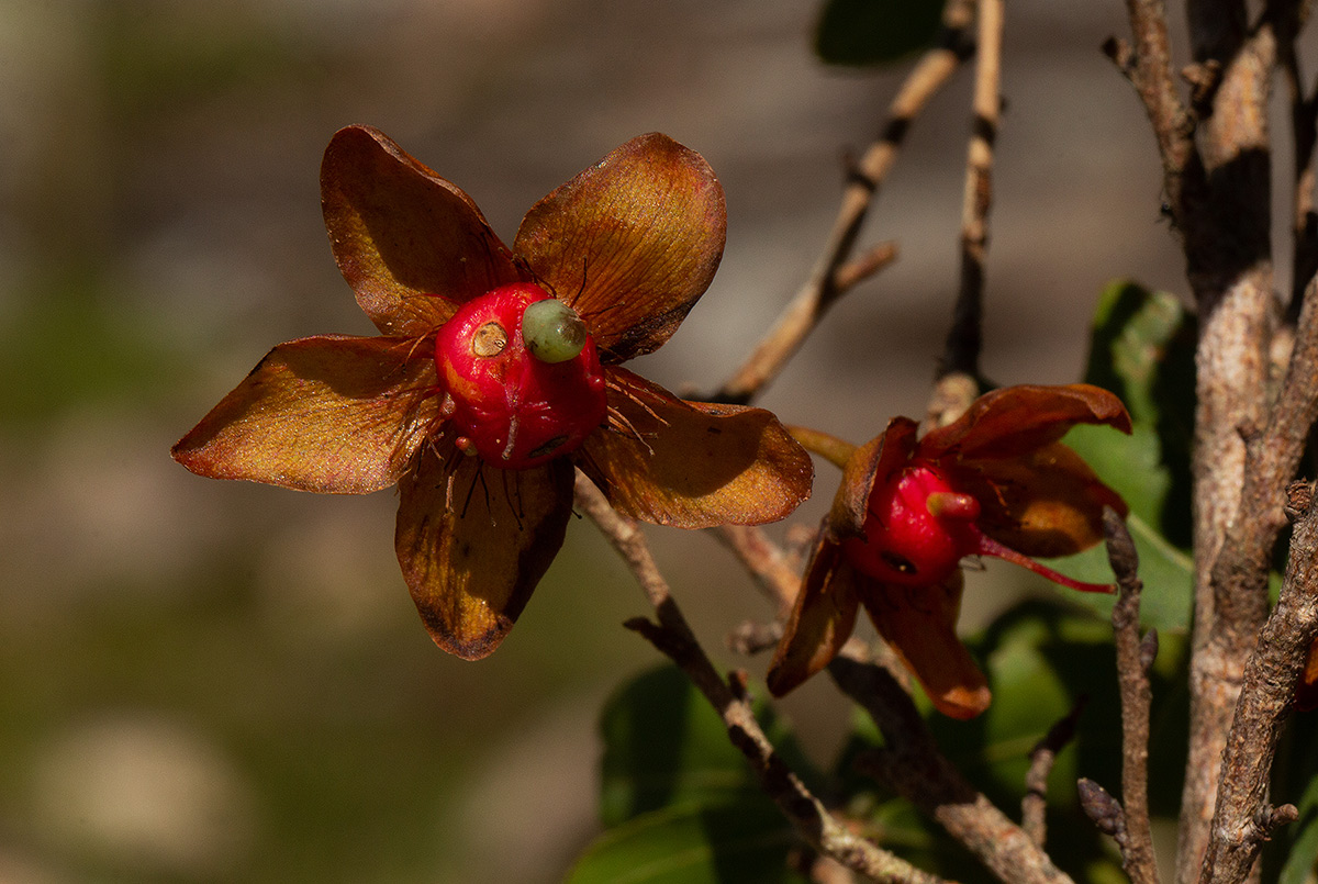 Ochna stolzii