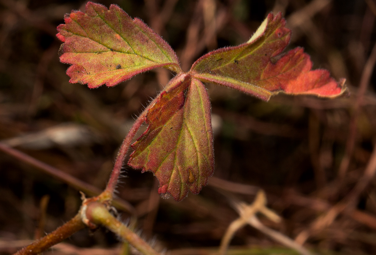 Pelargonium whytei