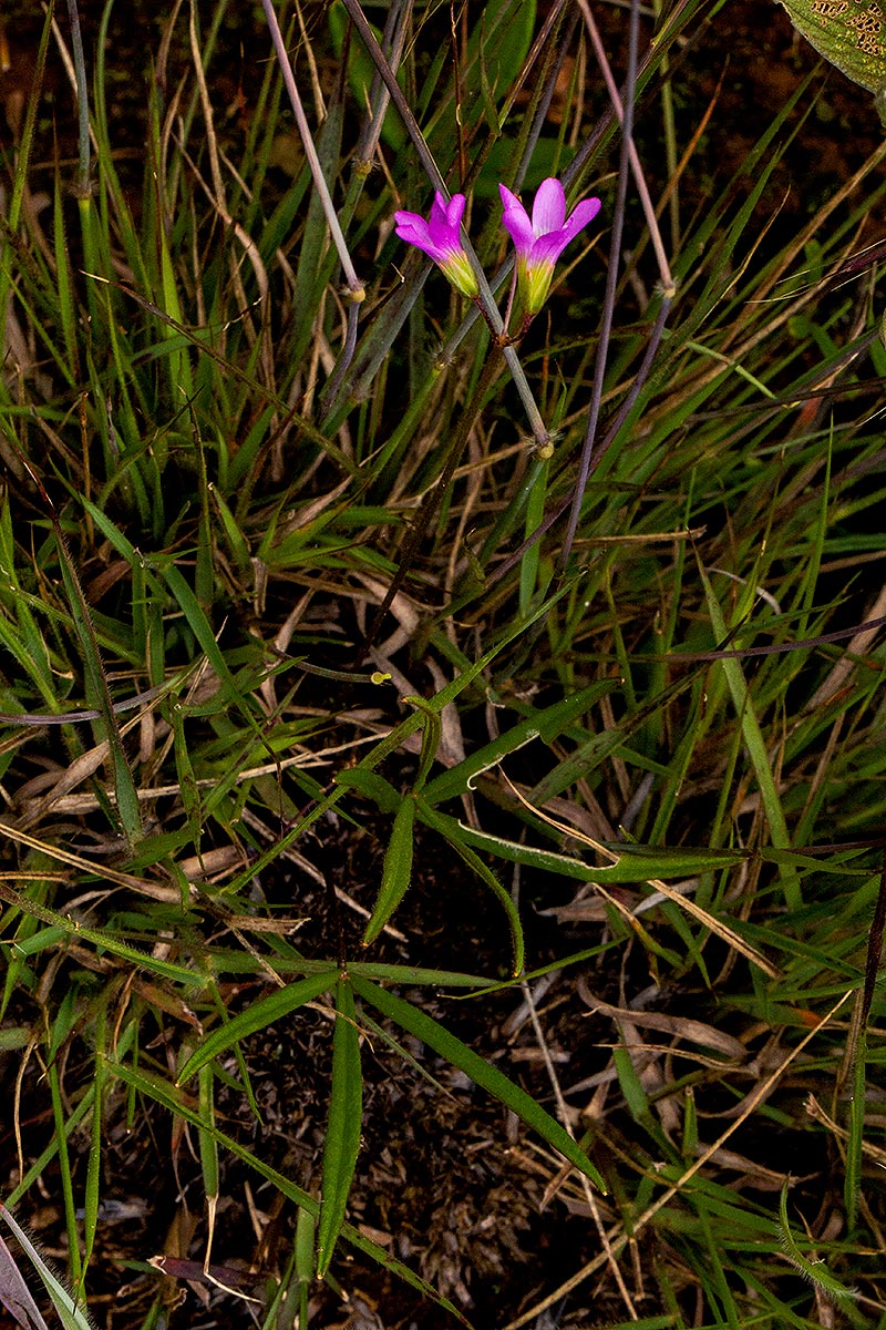 Oxalis chapmaniae
