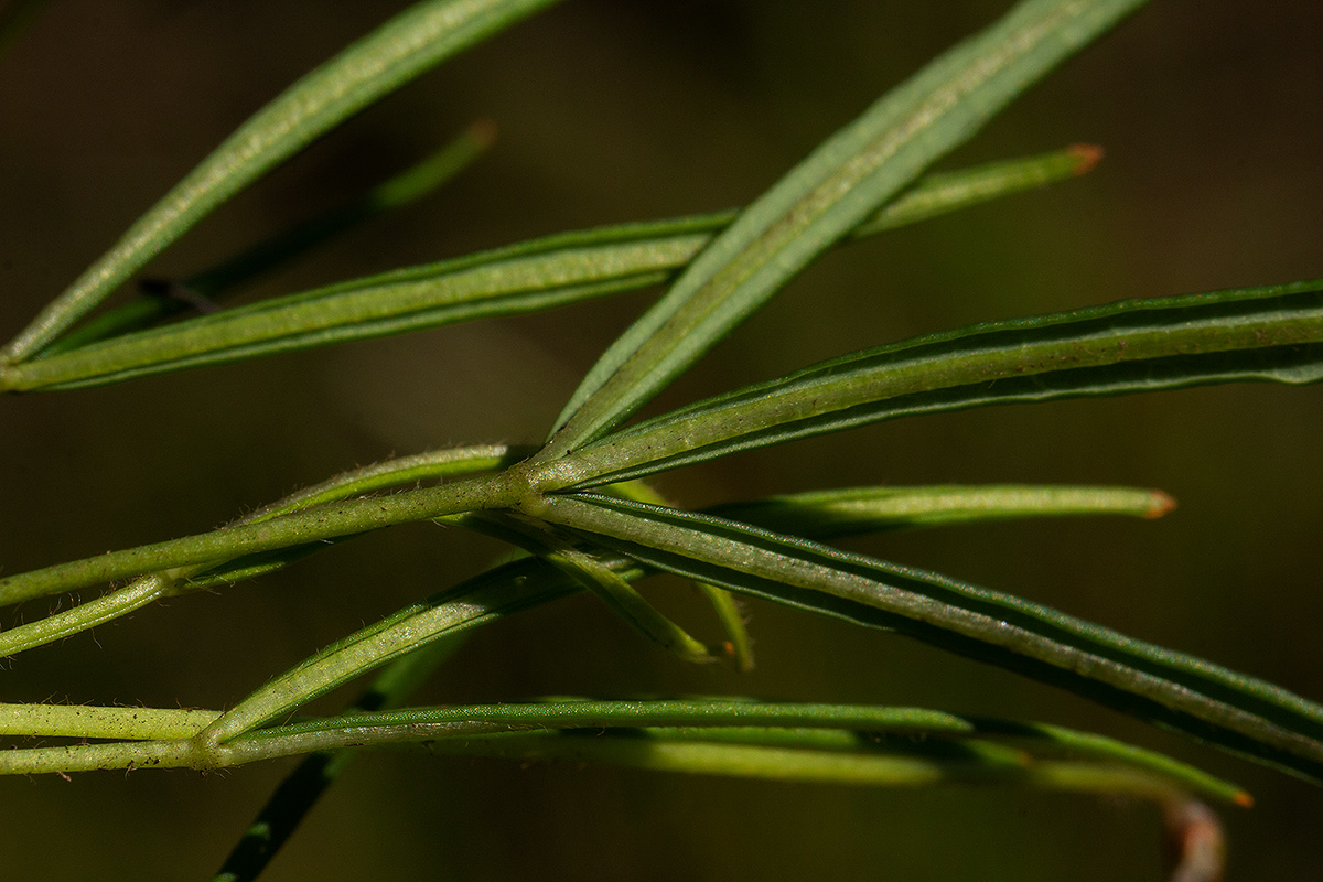 Oxalis chapmaniae