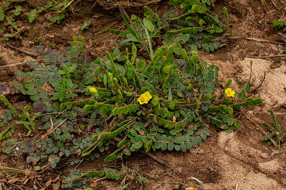 Biophytum nyikense