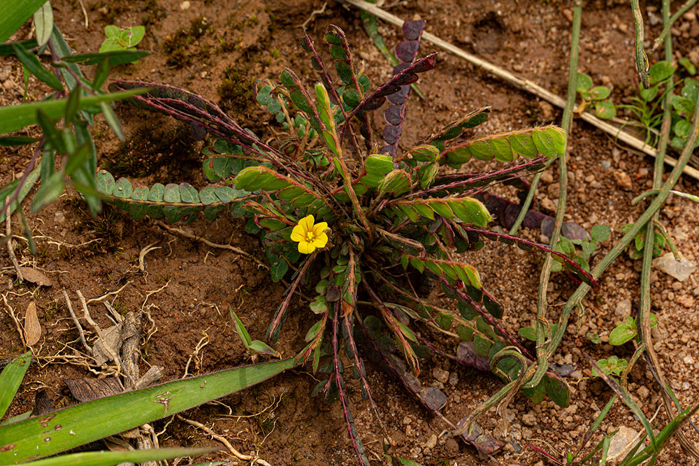 Biophytum nyikense