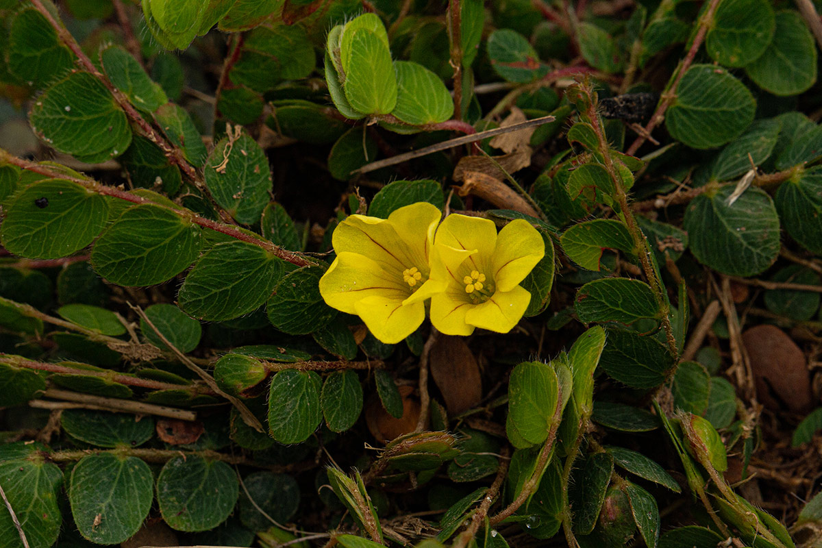 Biophytum nyikense