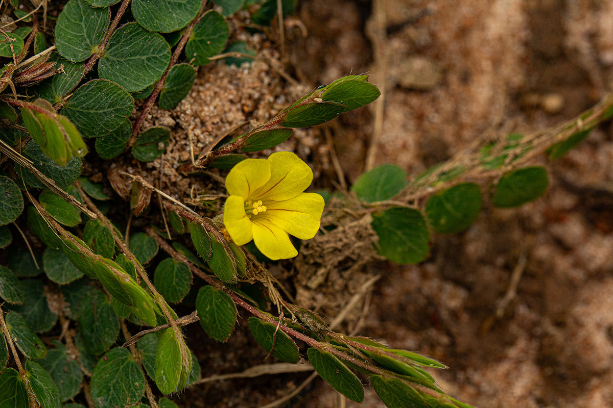 Biophytum nyikense