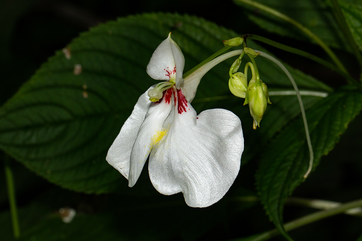 Impatiens tinctoria subsp. latifolia