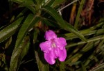 Impatiens irvingii