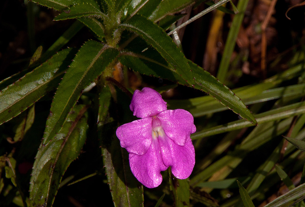 Impatiens irvingii Impatiens irvingii