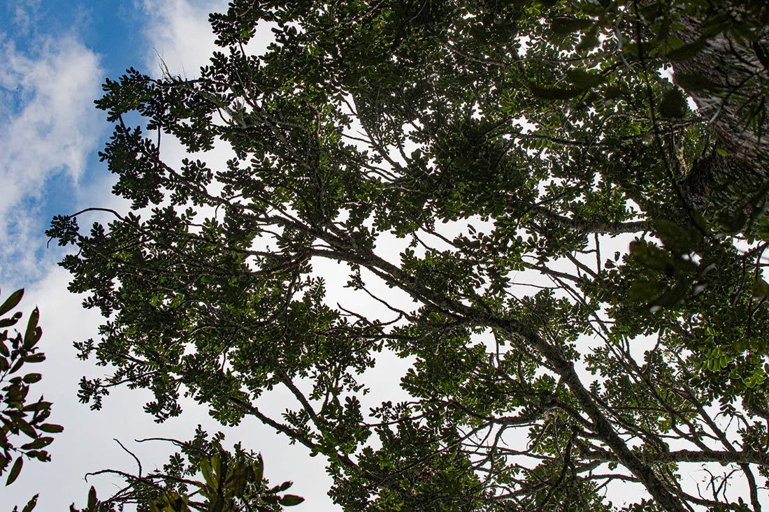 Entandrophragma excelsum Entandrophragma excelsum