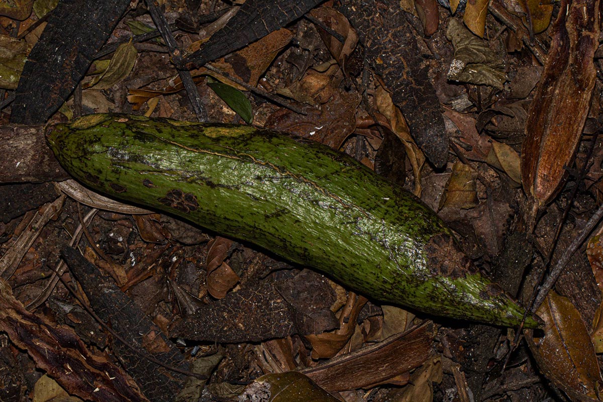 Entandrophragma excelsum Entandrophragma excelsum