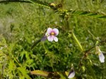 Aeschynomene americana