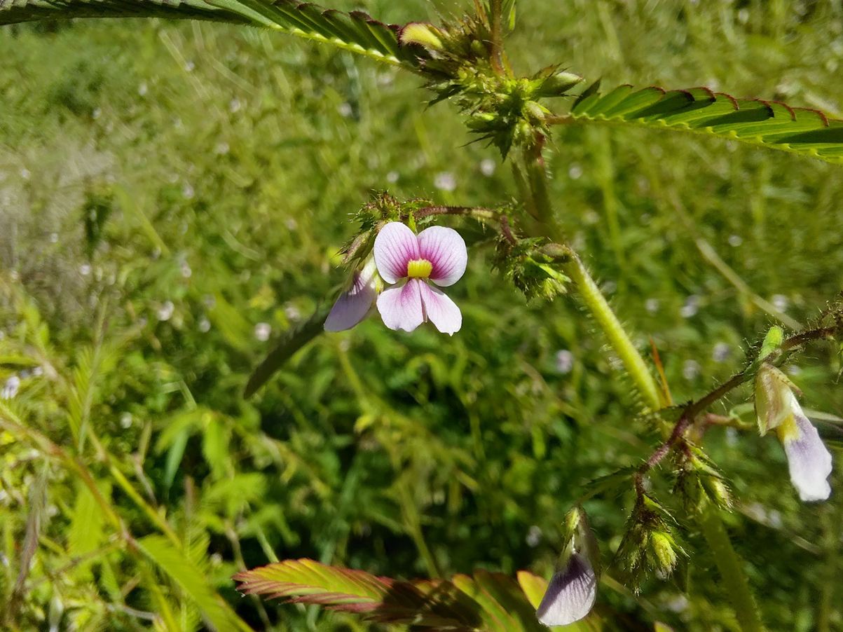 Aeschynomene americana Aeschynomene americana