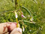 Aeschynomene americana