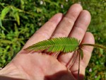 Aeschynomene americana
