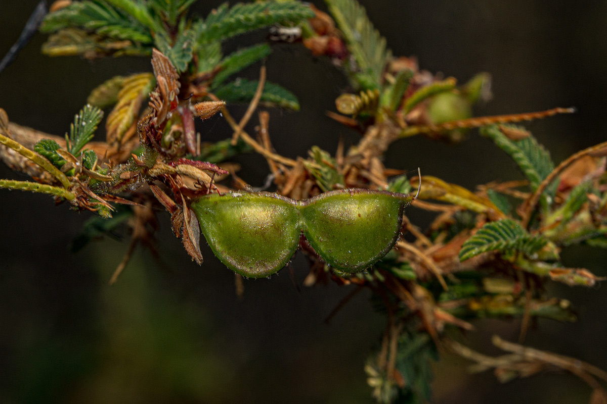 Aeschynomene nyikensis