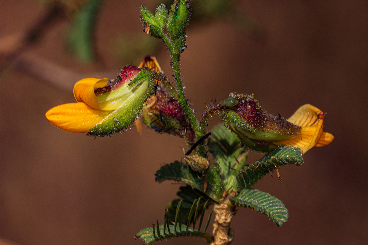Aeschynomene nyikensis