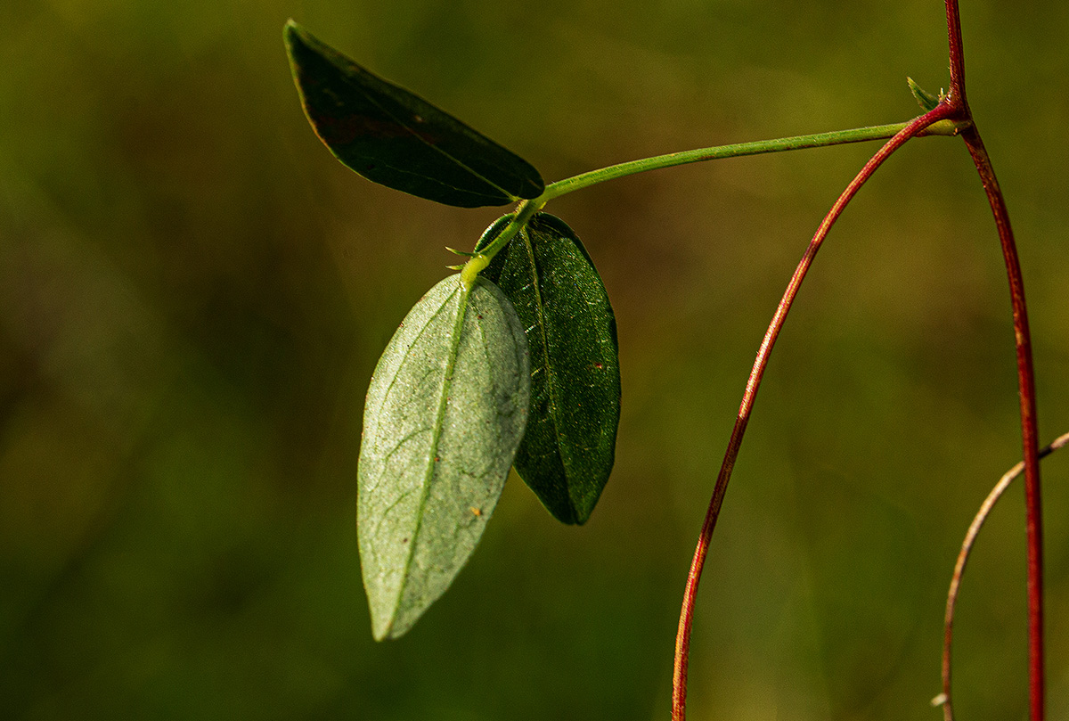 Sphenostylis briartii