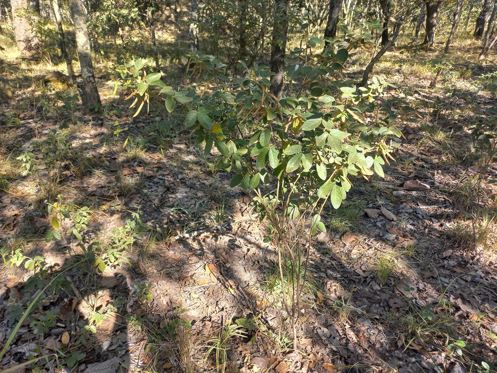 Macrotyloma ellipticum Macrotyloma ellipticum