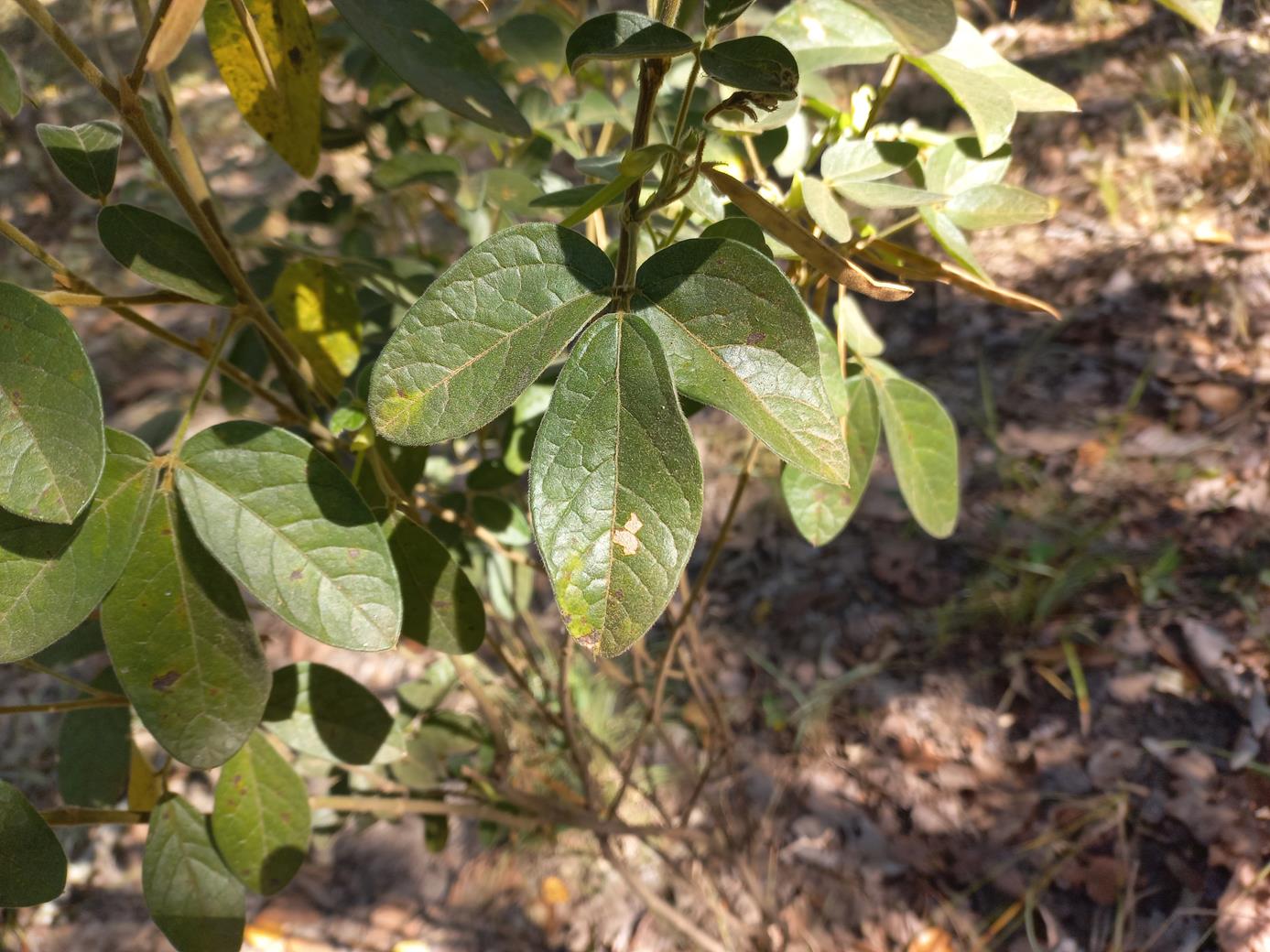 Macrotyloma ellipticum Macrotyloma ellipticum