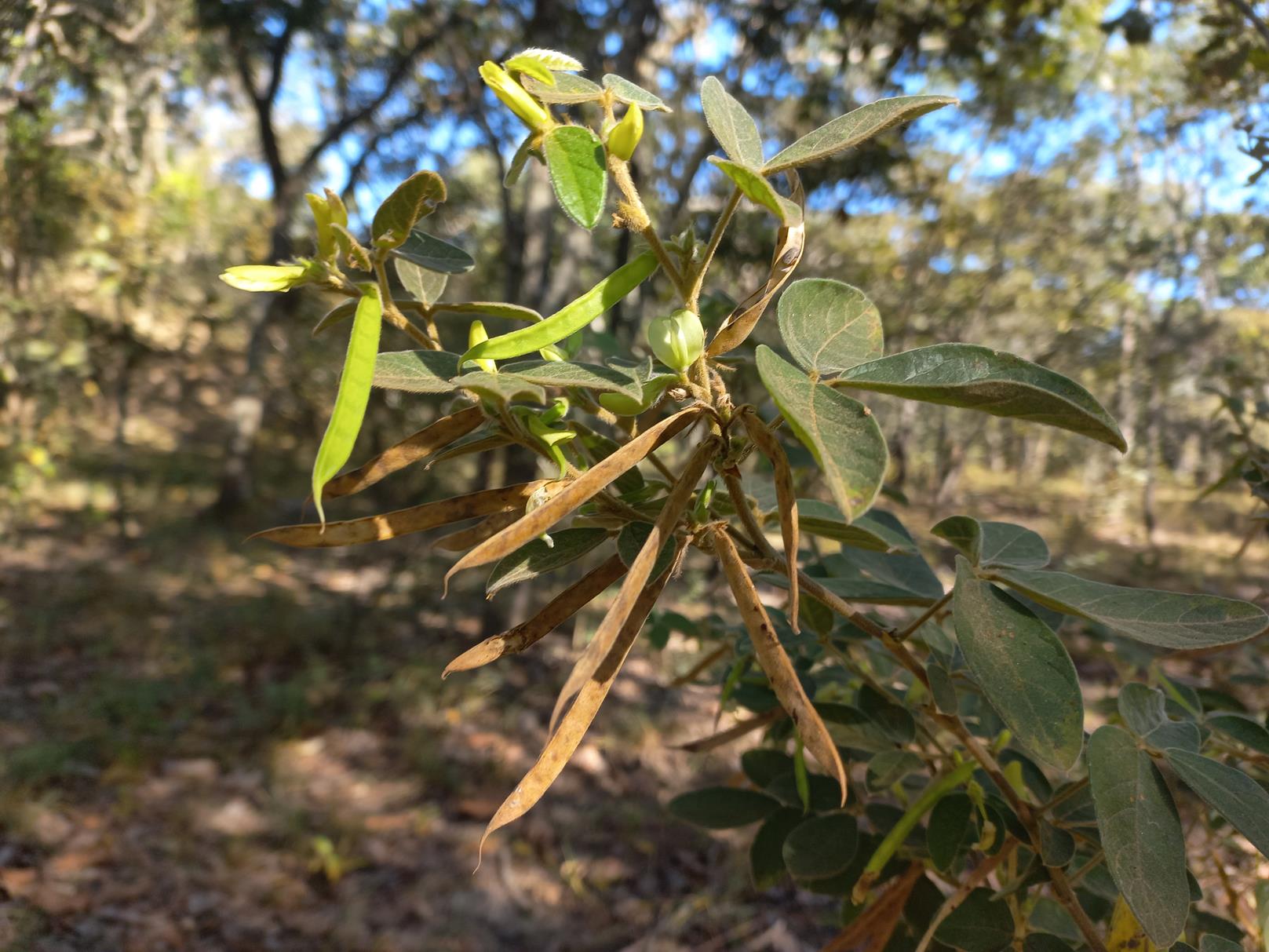 Macrotyloma ellipticum Macrotyloma ellipticum