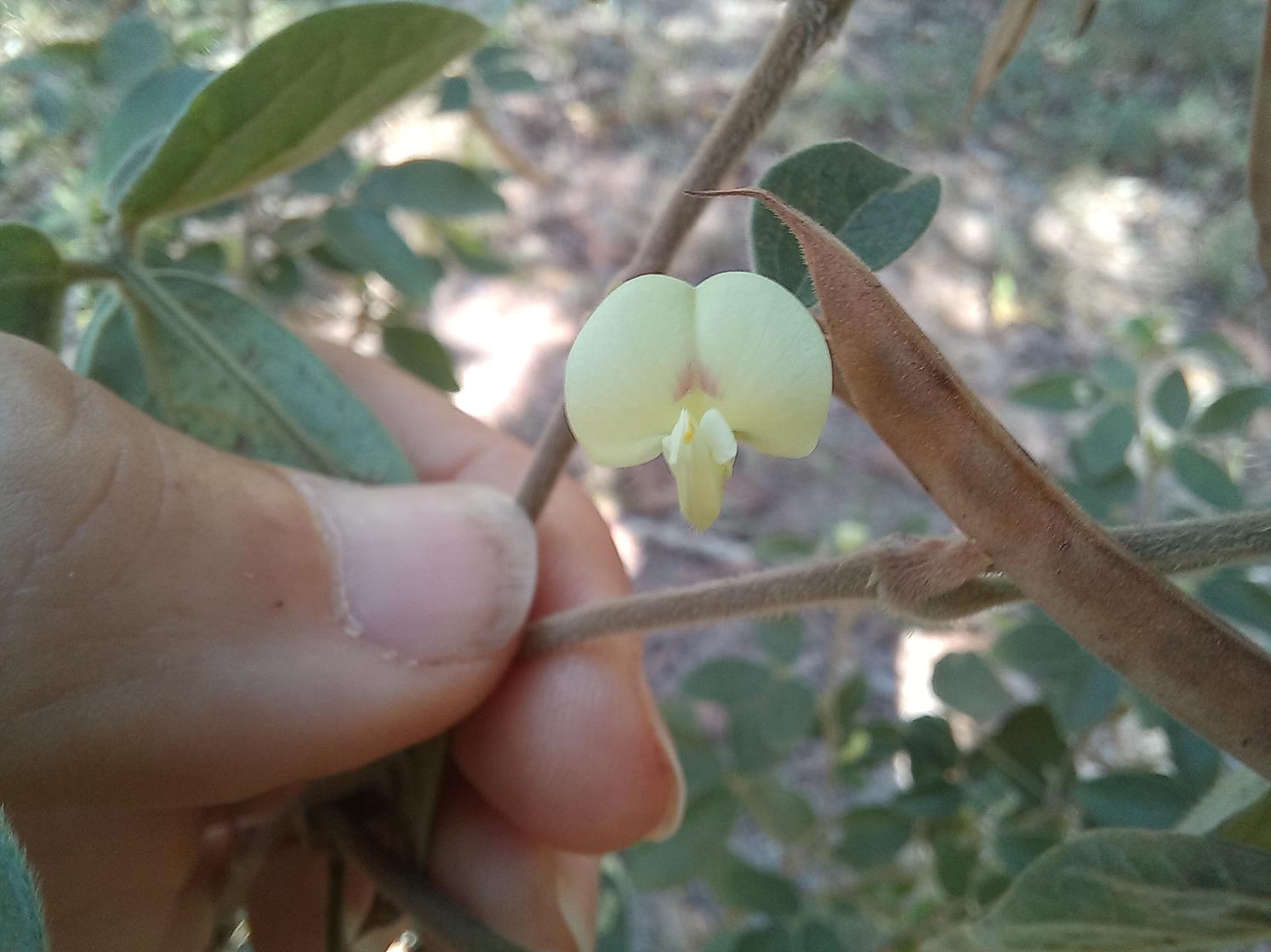 Macrotyloma ellipticum Macrotyloma ellipticum