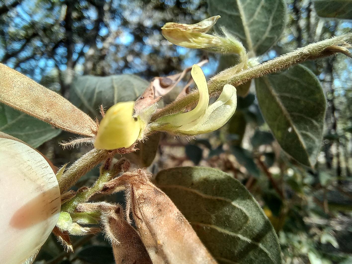 Macrotyloma ellipticum Macrotyloma ellipticum