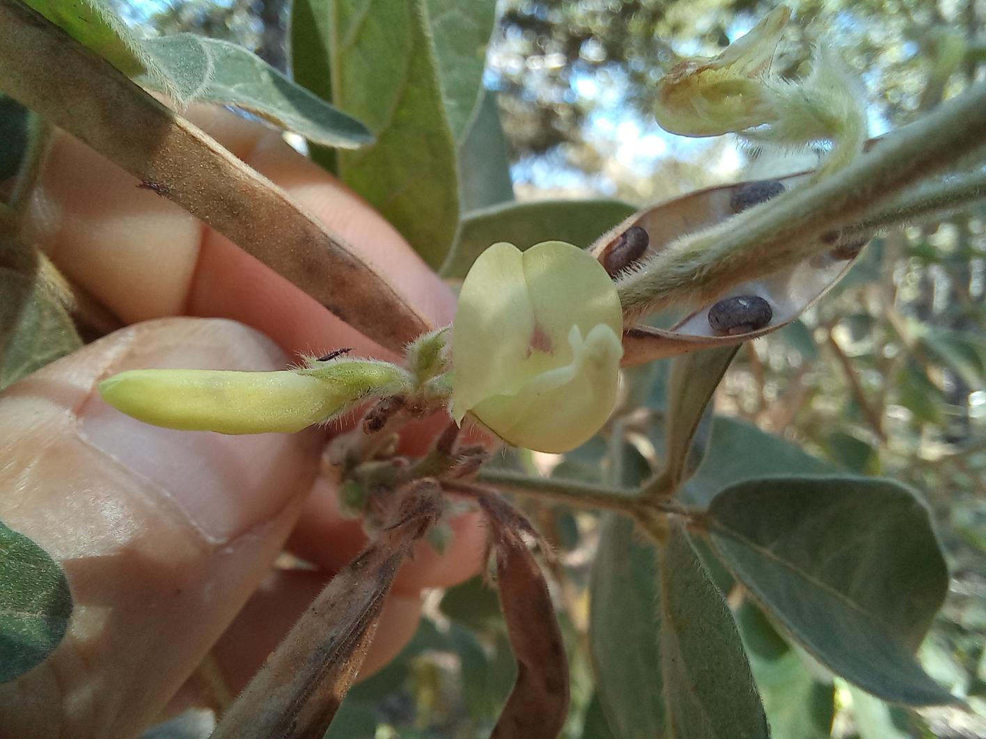 Macrotyloma ellipticum Macrotyloma ellipticum