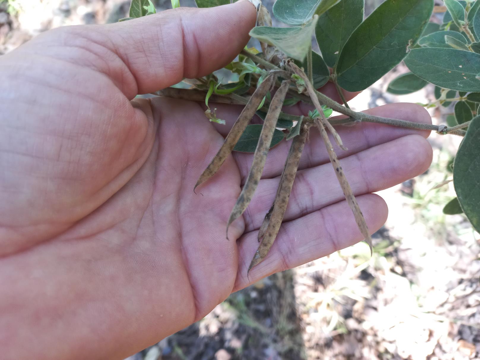 Macrotyloma ellipticum Macrotyloma ellipticum