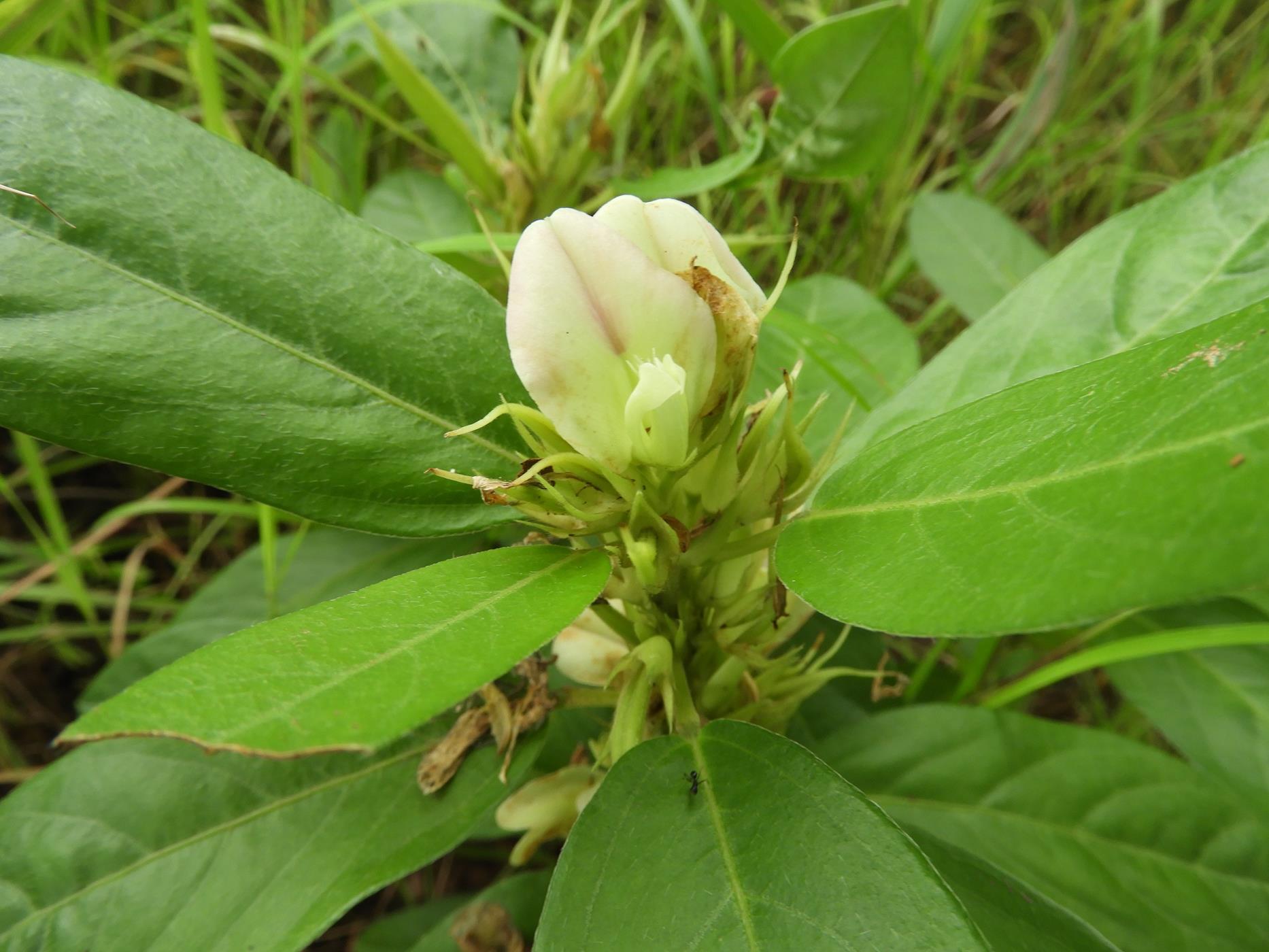 Macrotyloma fimbriatum