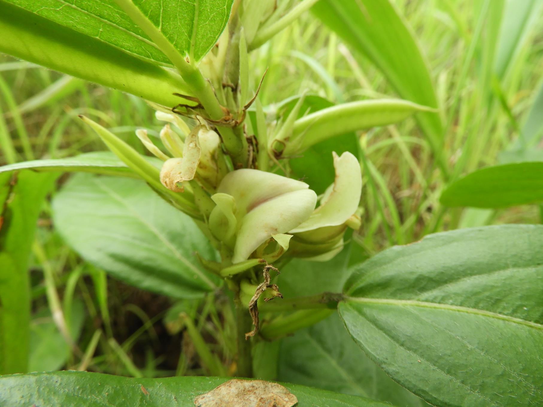Macrotyloma fimbriatum