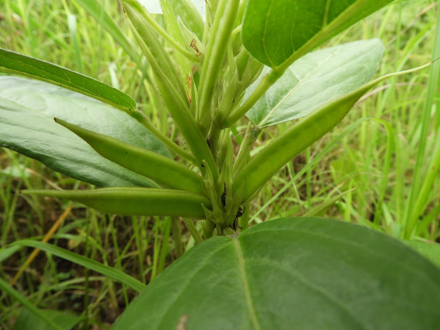Macrotyloma fimbriatum