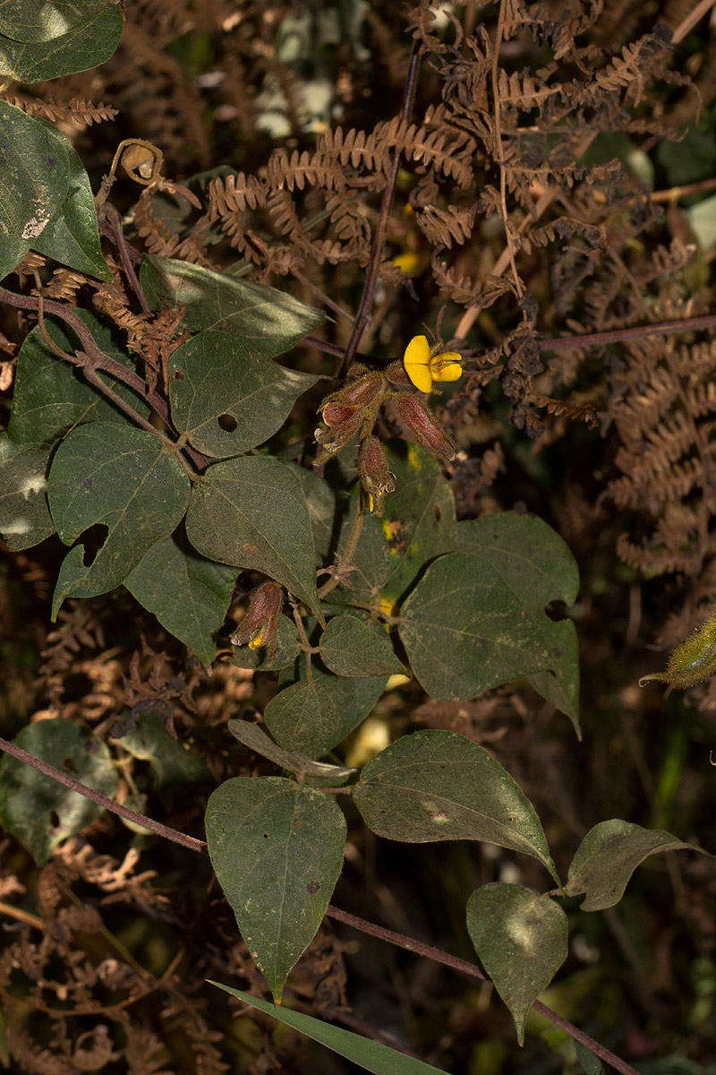 Rhynchosia nyikensis