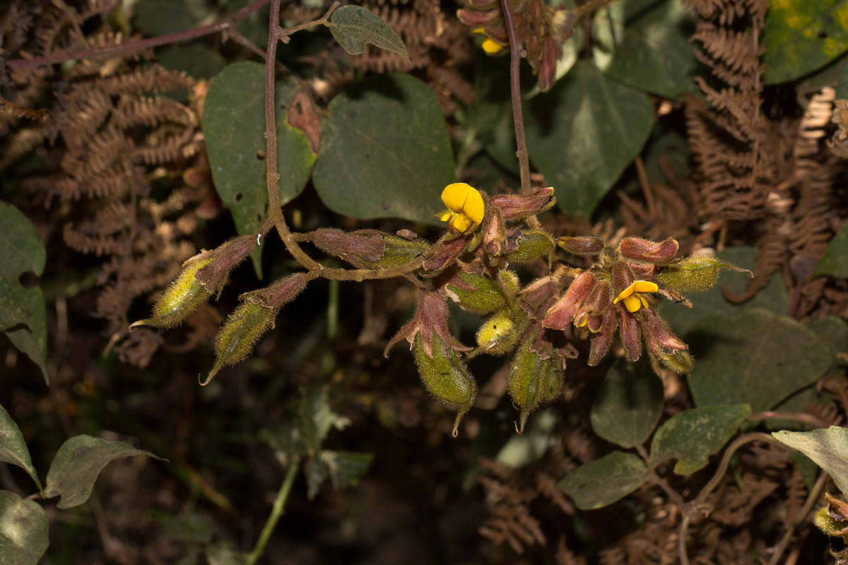 Rhynchosia nyikensis