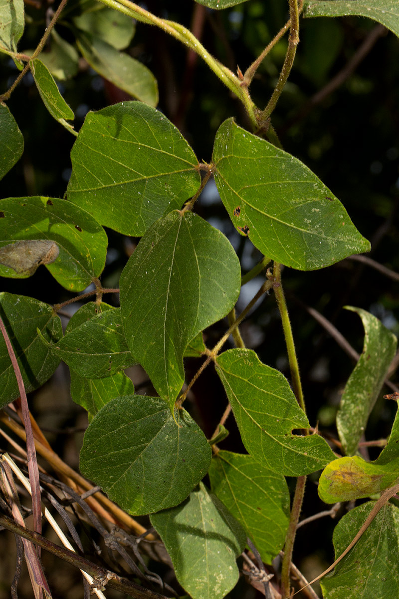 Rhynchosia nyikensis