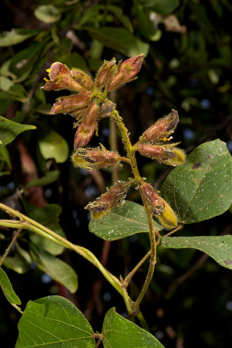 Rhynchosia nyikensis