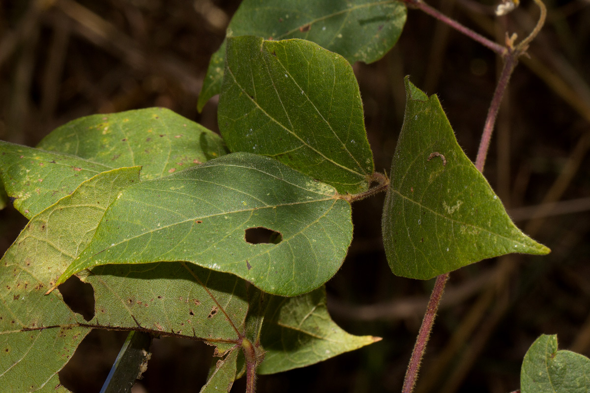 Rhynchosia nyikensis