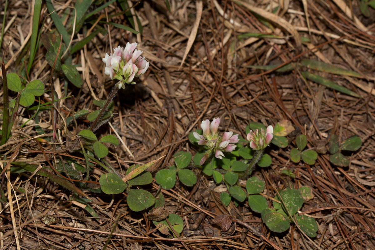 Trifolium semipilosum