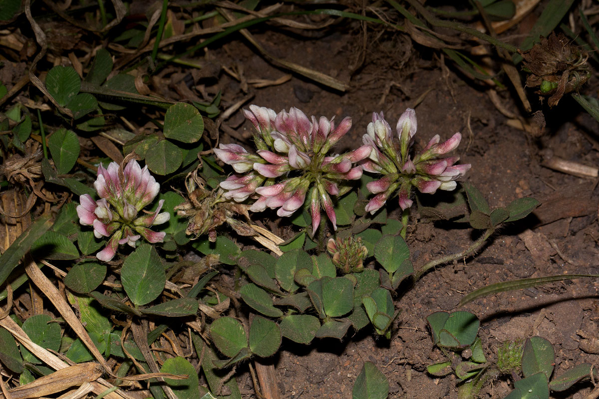 Trifolium semipilosum