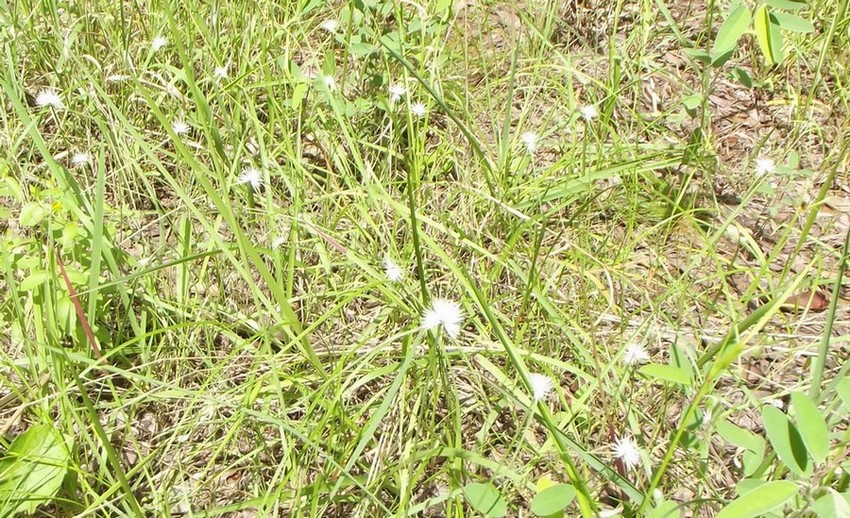 Lipocarpha comosa