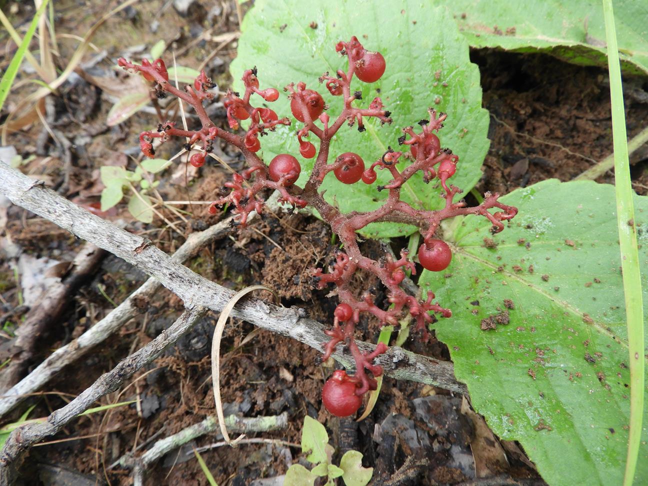 Cyphostemma wittei