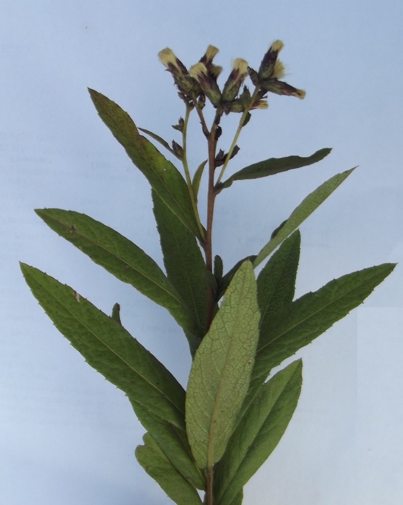 Vernonia polysphaera