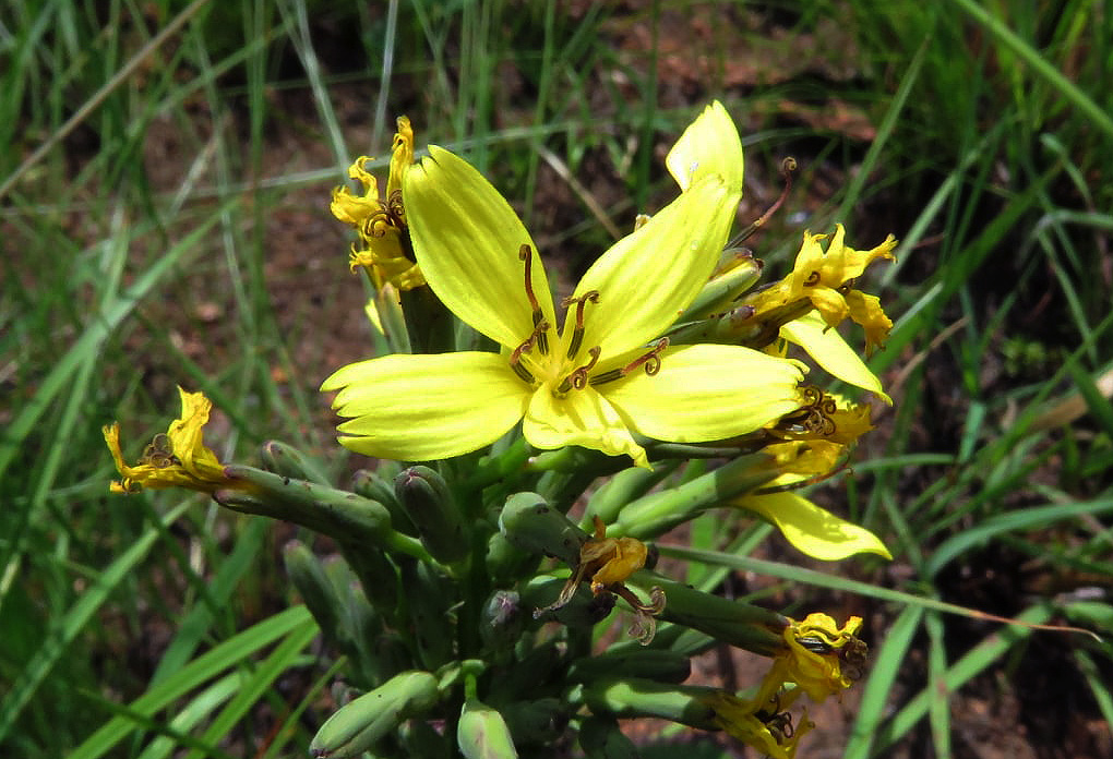 Lactuca calophylla