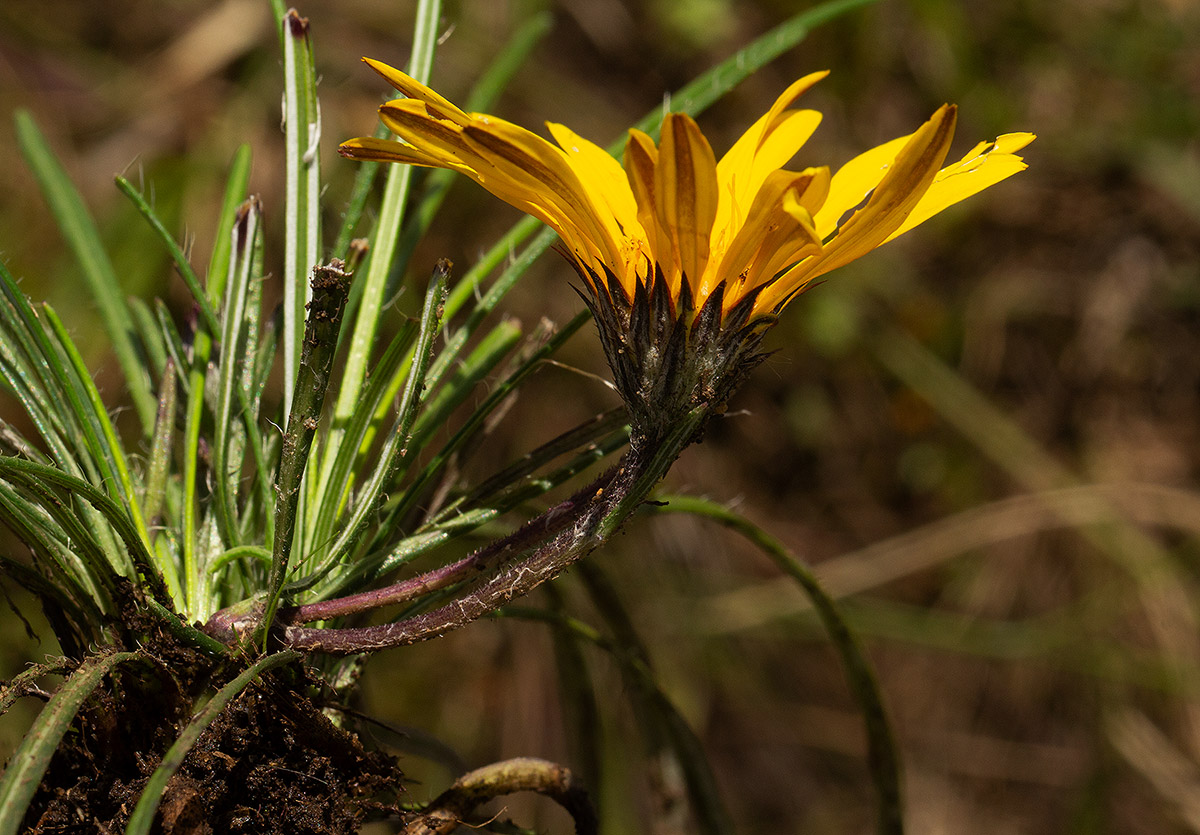 Hirpicium angustifolium